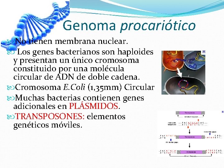 Genoma procariótico No tienen membrana nuclear. Los genes bacterianos son haploides y presentan un