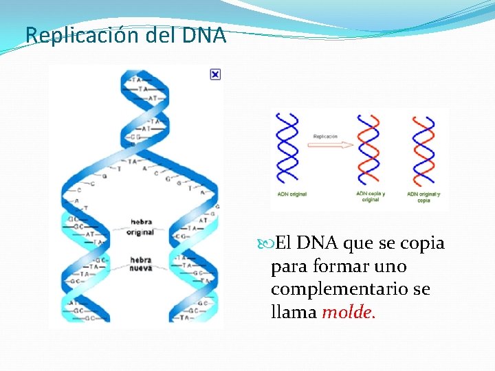 Replicación del DNA El DNA que se copia para formar uno complementario se llama Replicación del DNA El DNA que se copia para formar uno complementario se llama