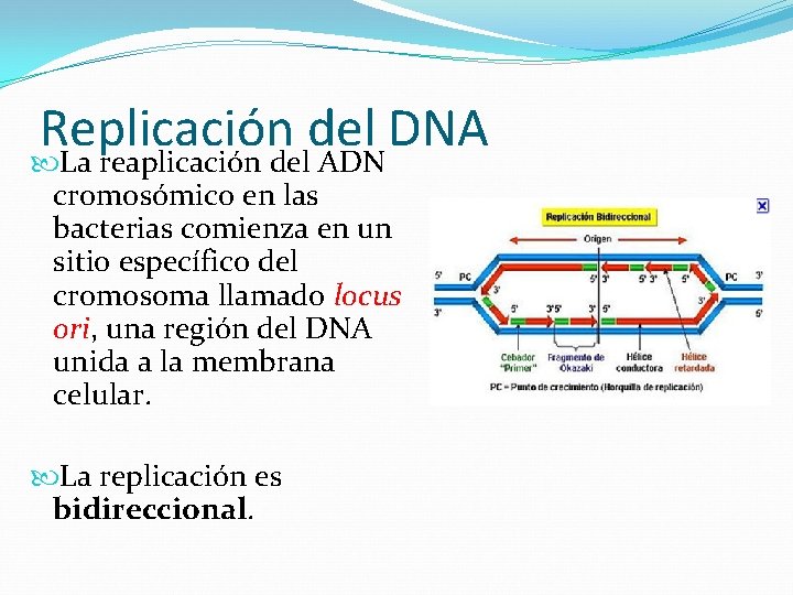 Replicación del DNA La reaplicación del ADN cromosómico en las bacterias comienza en un