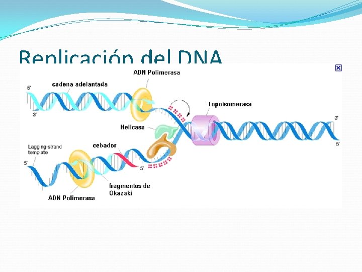 Replicación del DNA 