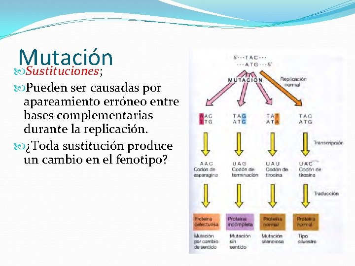 Mutación Sustituciones; Pueden ser causadas por apareamiento erróneo entre bases complementarias durante la replicación.