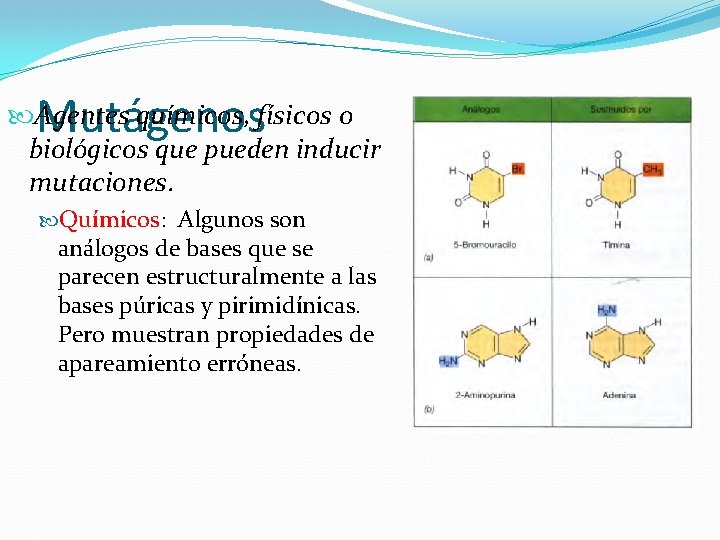 Mutágenos Agentes químicos, físicos o biológicos que pueden inducir mutaciones. Químicos: Algunos son análogos Mutágenos Agentes químicos, físicos o biológicos que pueden inducir mutaciones. Químicos: Algunos son análogos