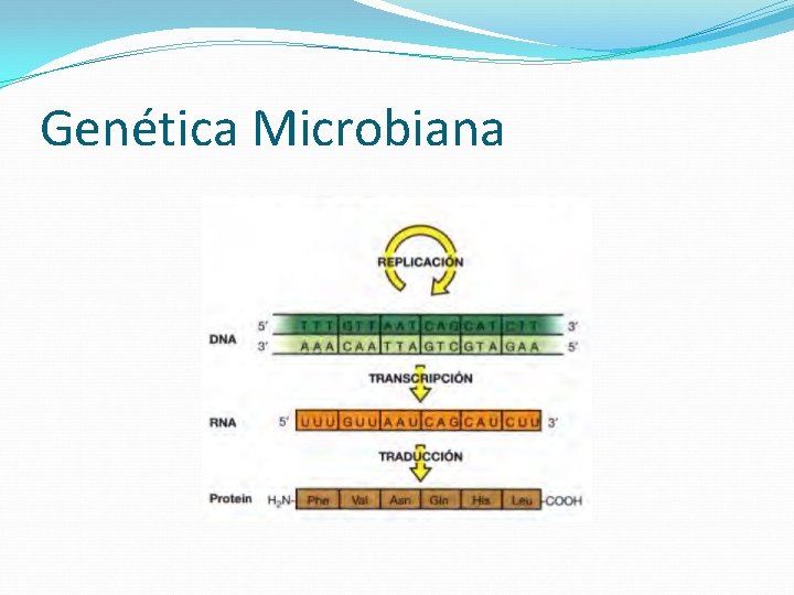 Genética Microbiana 