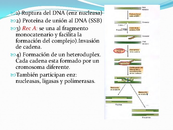 1) Ruptura del DNA (enz nucleasa) 2) Proteína de unión al DNA (SSB) 1) Ruptura del DNA (enz nucleasa) 2) Proteína de unión al DNA (SSB)