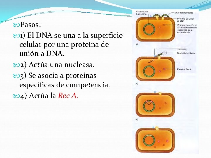  Pasos: 1) El DNA se una a la superficie celular por una proteína