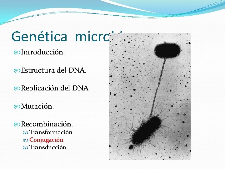 Genética microbiana Introducción. Estructura del DNA. Replicación del DNA Mutación. Recombinación. Transformación Conjugación Transducción.
