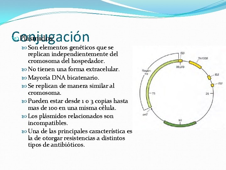  Plásmidos: Conjugación Son elementos genéticos que se replican independientemente del cromosoma del hospedador.