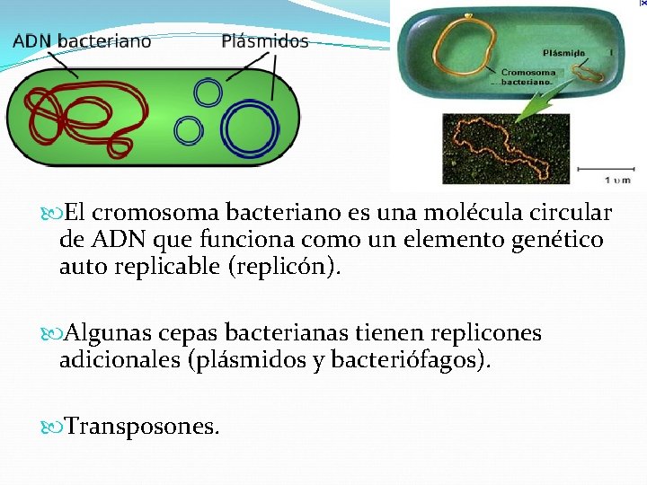  El cromosoma bacteriano es una molécula circular de ADN que funciona como un