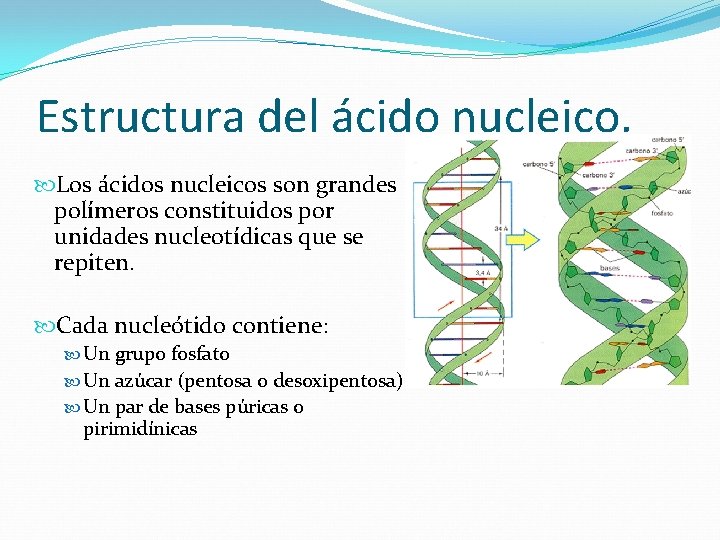 Estructura del ácido nucleico. Los ácidos nucleicos son grandes polímeros constituidos por unidades nucleotídicas