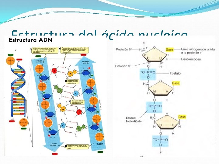 Estructura del ácido nucleico 
