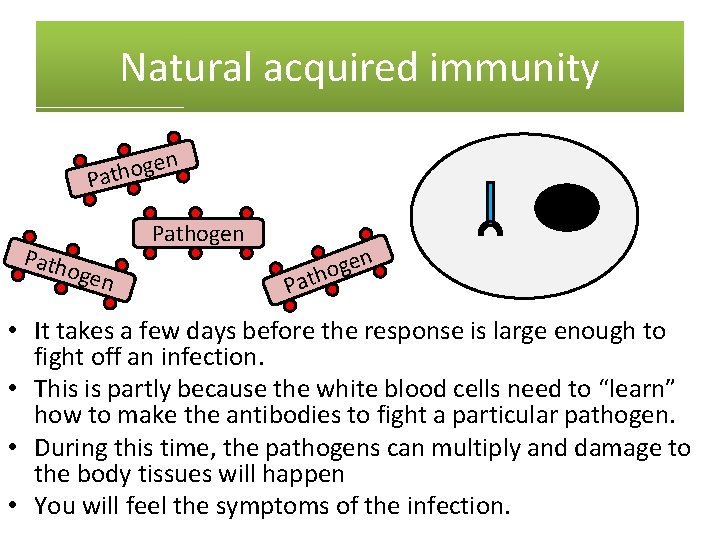 Natural acquired immunity en g o h t Pa Path ogen Pathogen n P