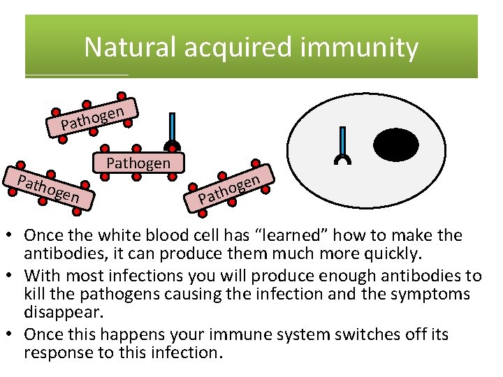 Natural acquired immunity en g o h t Pa Path ogen Pathogen n P