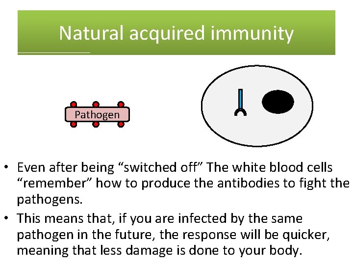 Natural acquired immunity Pathogen • Even after being “switched off” The white blood cells