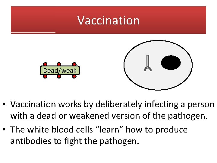 Vaccination Dead/weak • Vaccination works by deliberately infecting a person with a dead or