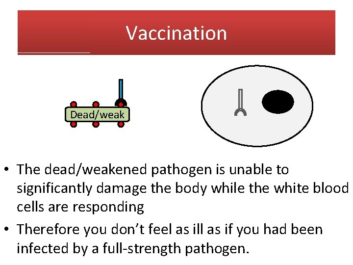 Vaccination Dead/weak • The dead/weakened pathogen is unable to significantly damage the body while