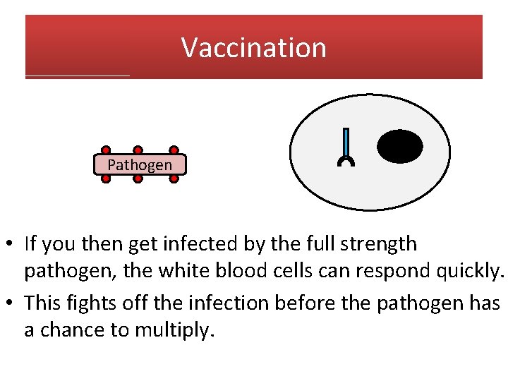 Vaccination Pathogen • If you then get infected by the full strength pathogen, the