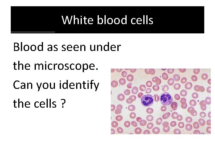 White blood cells Blood as seen under the microscope. Can you identify the cells