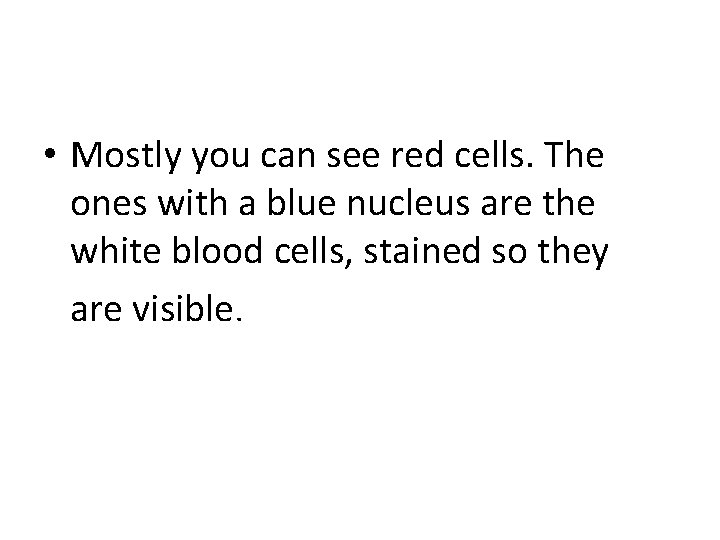  • Mostly you can see red cells. The ones with a blue nucleus