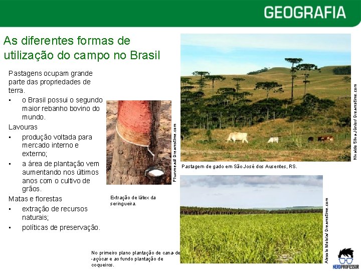 Extração de látex da seringueira. No primeiro plantação de cana-de -açúcar e ao fundo