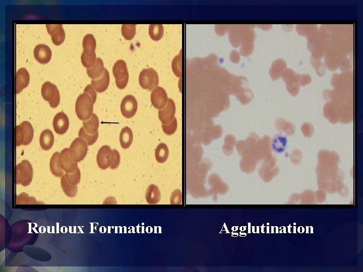 Rouloux Formation Agglutination 