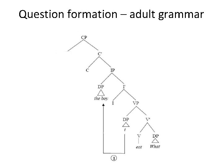 Question formation – adult grammar 