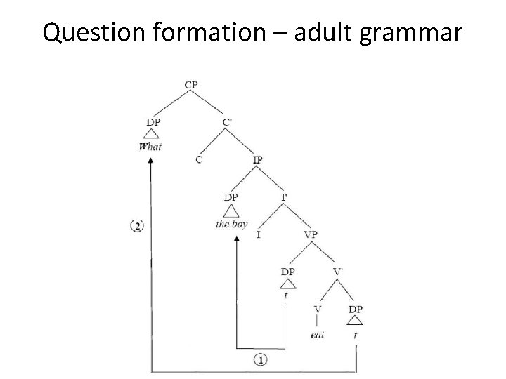 Question formation – adult grammar 
