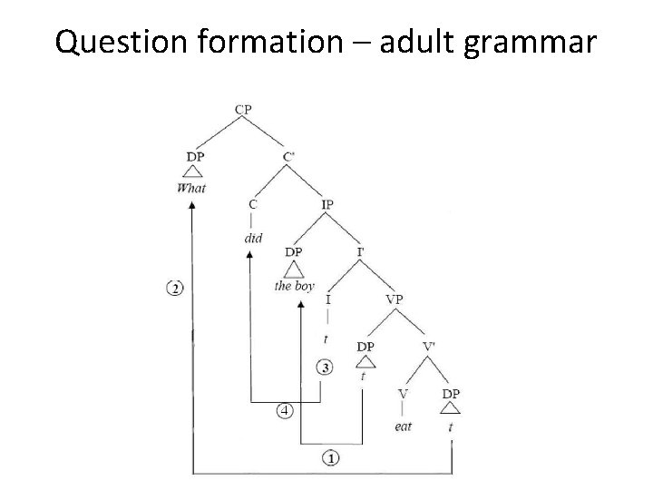 Question formation – adult grammar 