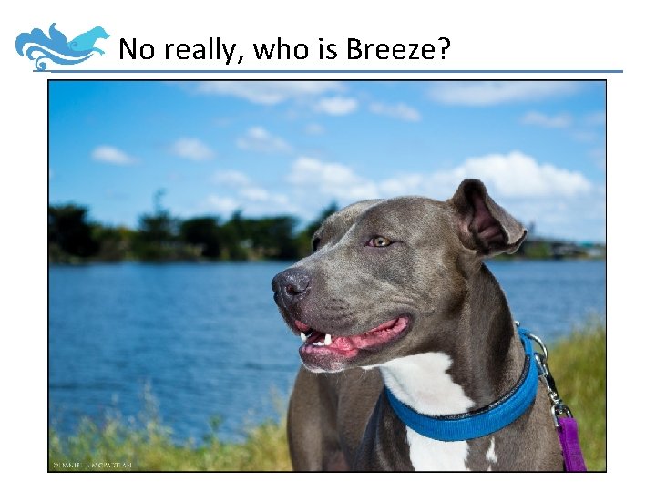 No really, who is Breeze? 