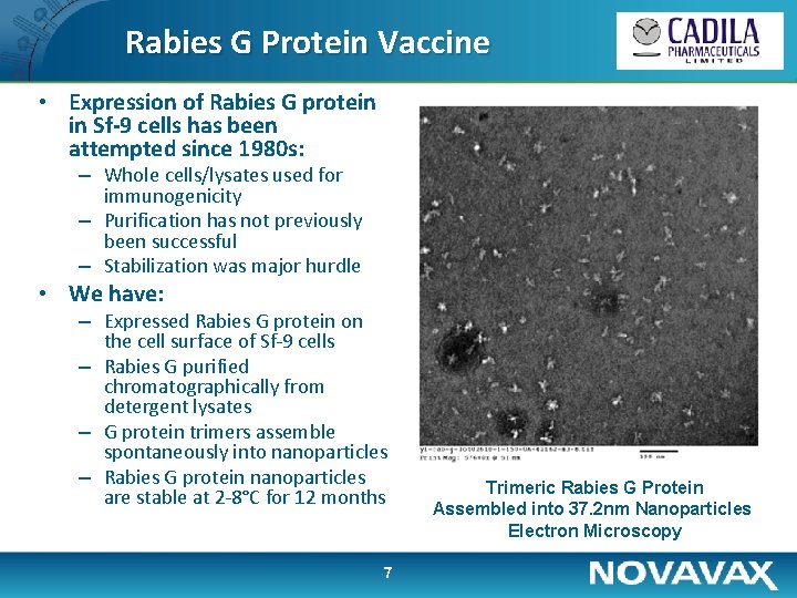 Rabies G Protein Vaccine • Expression of Rabies G protein in Sf-9 cells has