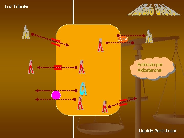 Luz Tubular ATP Estímulo por Aldosterona Líquido Peritubular 