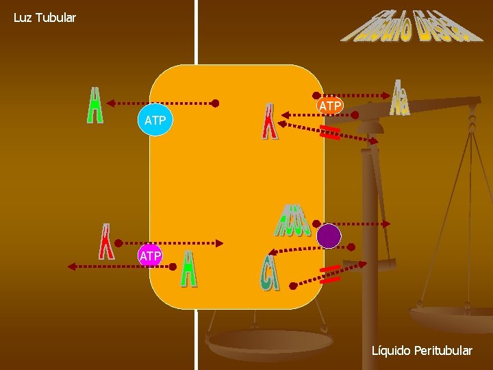 Luz Tubular ATP ATP Líquido Peritubular 