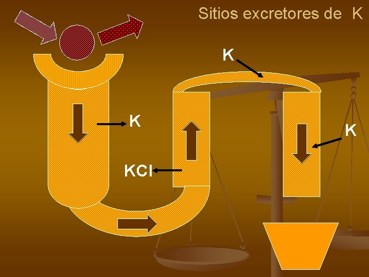 Sitios excretores de K KCl K 