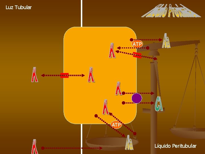 Luz Tubular ATP Líquido Peritubular 