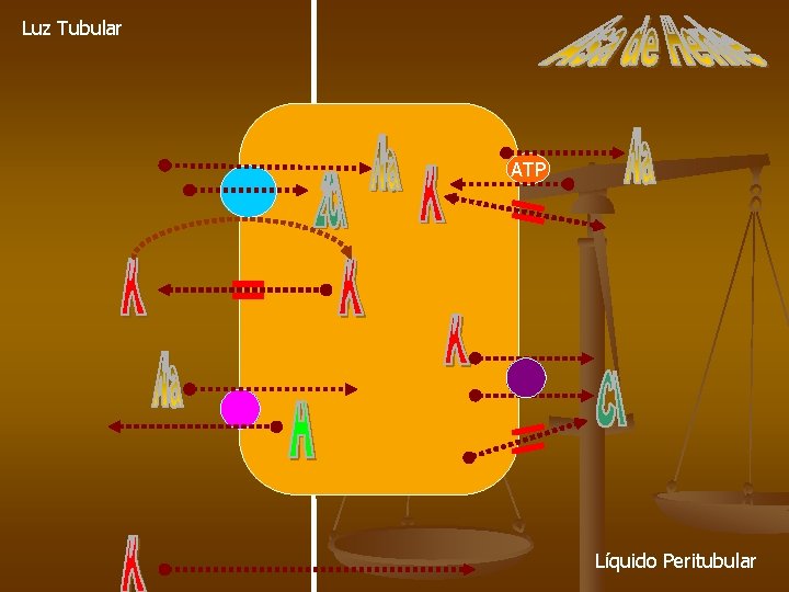 Luz Tubular ATP Líquido Peritubular 