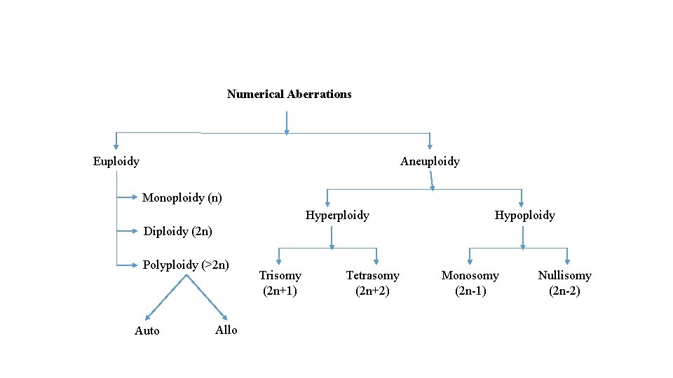 Numerical Aberrations Euploidy Aneuploidy Monoploidy (n) Hyperploidy Hypoploidy Diploidy (2 n) Polyploidy (>2 n)