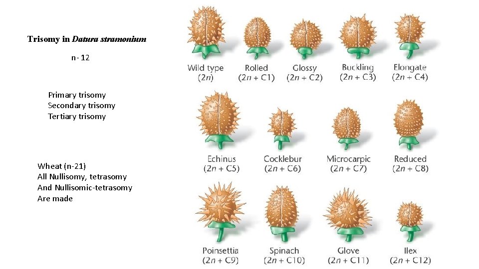 Trisomy in Datura stramonium n- 12 Primary trisomy Secondary trisomy Tertiary trisomy Wheat (n-21)