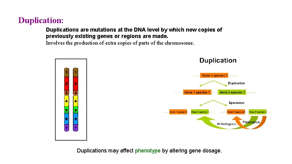 Duplication: Duplications are mutations at the DNA level by which new copies of previously