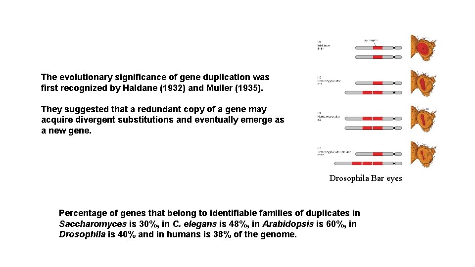 The evolutionary significance of gene duplication was first recognized by Haldane (1932) and Muller