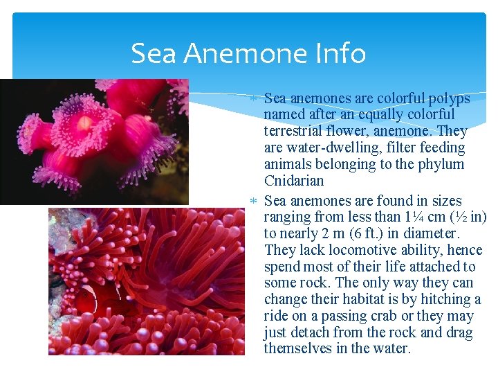 Sea Anemone Info Sea anemones are colorful polyps named after an equally colorful terrestrial