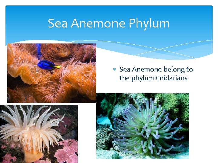 Sea Anemone Phylum Sea Anemone belong to the phylum Cnidarians 