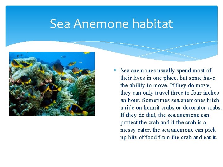 Sea Anemone habitat Sea anemones usually spend most of their lives in one place,