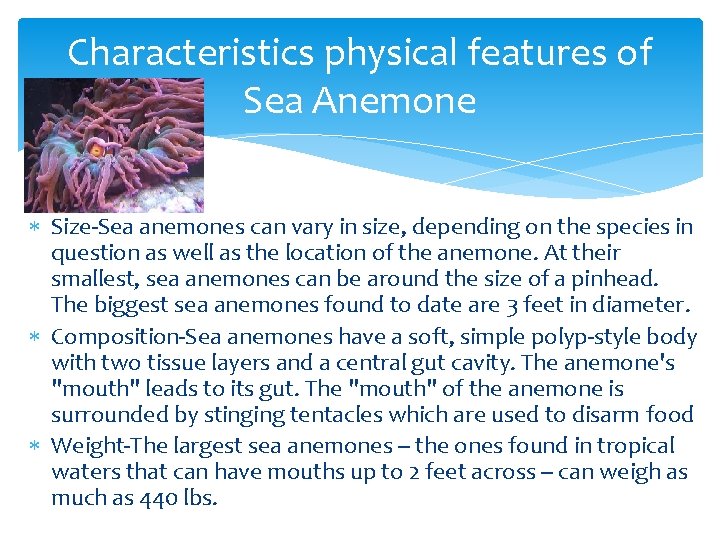 Characteristics physical features of Sea Anemone Size-Sea anemones can vary in size, depending on