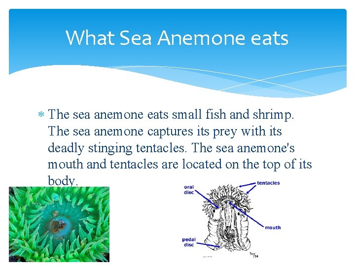 What Sea Anemone eats The sea anemone eats small fish and shrimp. The sea