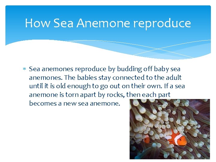 How Sea Anemone reproduce Sea anemones reproduce by budding off baby sea anemones. The