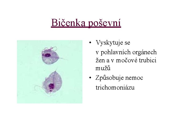 Bičenka poševní • Vyskytuje se v pohlavních orgánech žen a v močové trubici mužů