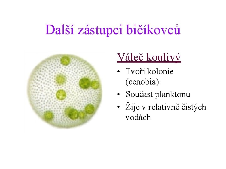 Další zástupci bičíkovců Váleč koulivý • Tvoří kolonie (cenobia) • Součást planktonu • Žije