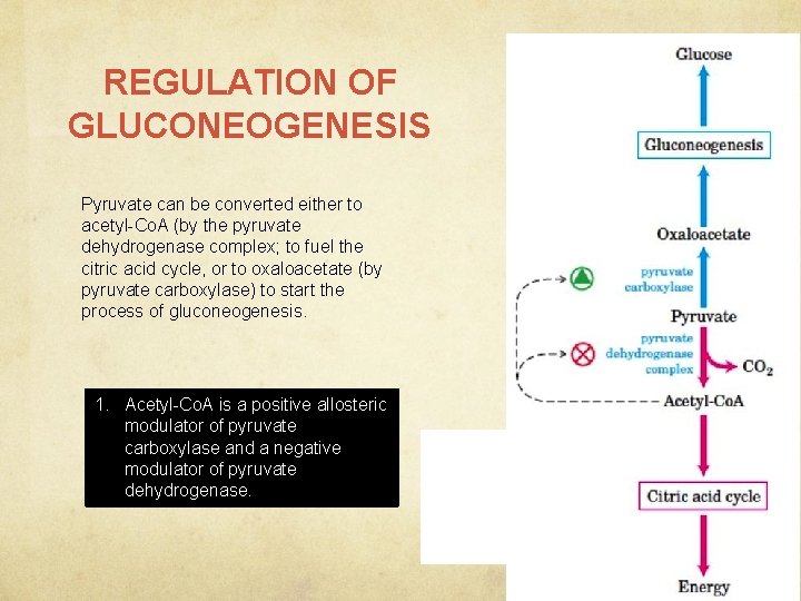 REGULATION OF GLUCONEOGENESIS Pyruvate can be converted either to acetyl-Co. A (by the pyruvate