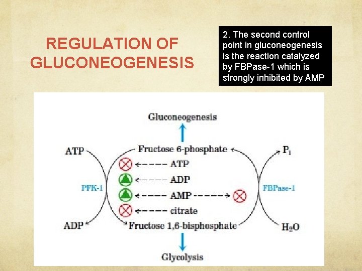 REGULATION OF GLUCONEOGENESIS 2. The second control point in gluconeogenesis is the reaction catalyzed