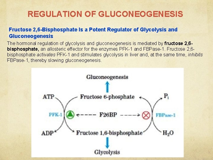 REGULATION OF GLUCONEOGENESIS Fructose 2, 6 -Bisphosphate Is a Potent Regulator of Glycolysis and