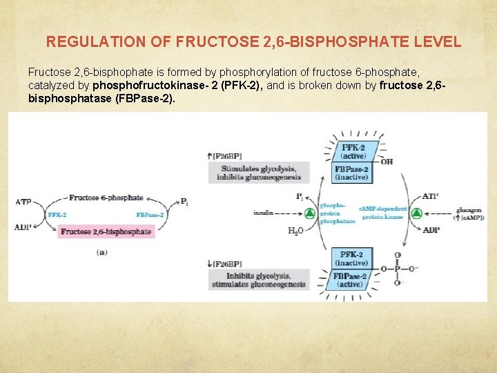 REGULATION OF FRUCTOSE 2, 6 -BISPHOSPHATE LEVEL Fructose 2, 6 -bisphophate is formed by